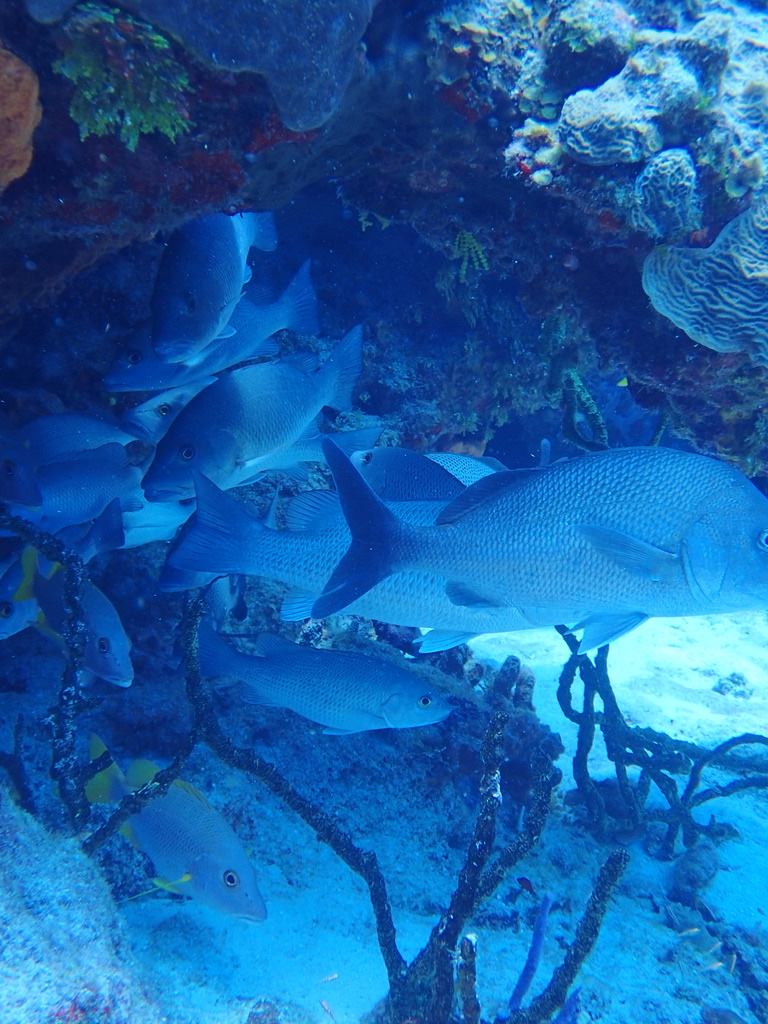 Photo of Grey snapper (Lutjanus griseus)