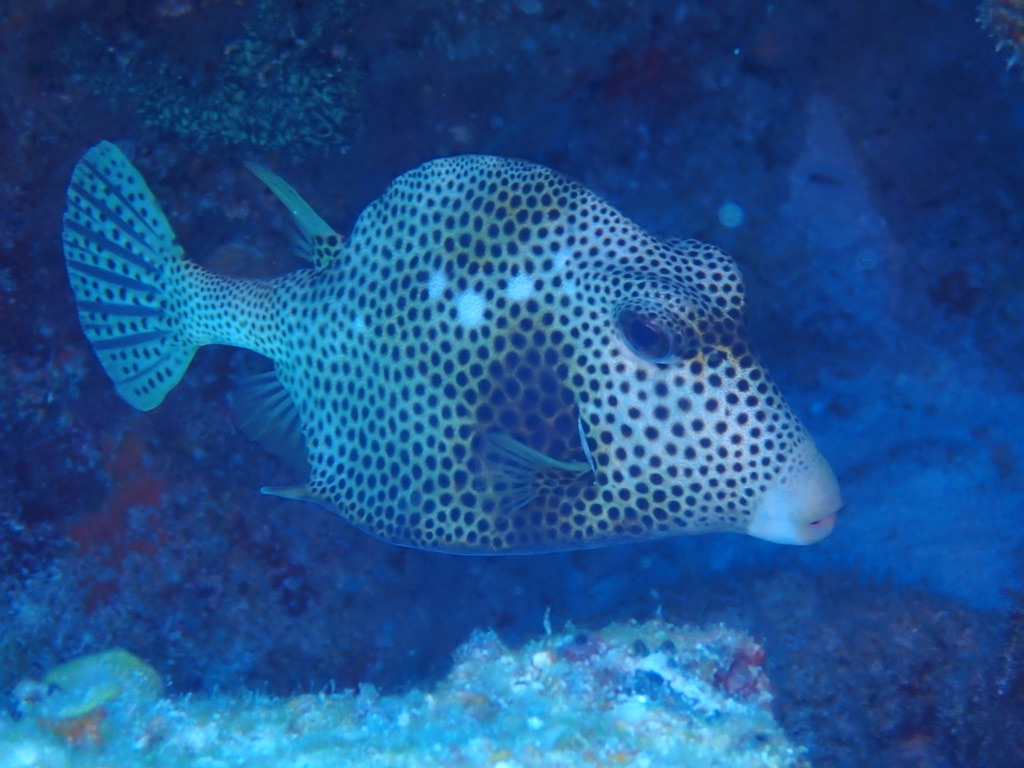 Foto de Botete pintado (Arothron meleagris)