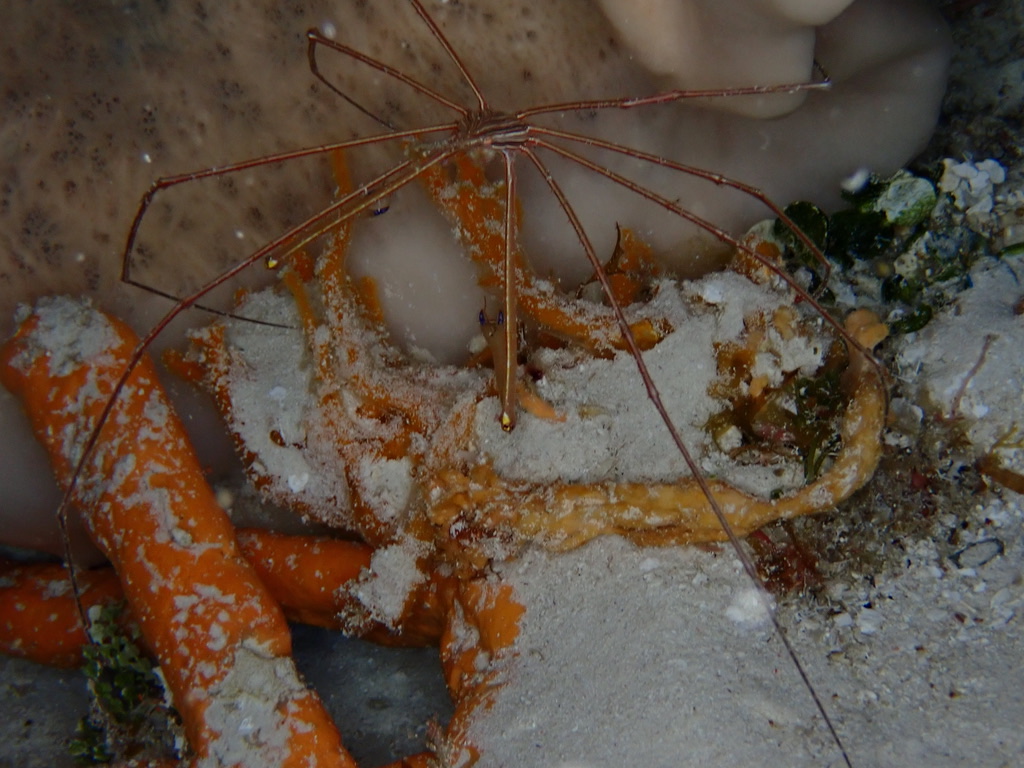 Foto de Cangrejo flecha (Stenorhynchus seticornis)
