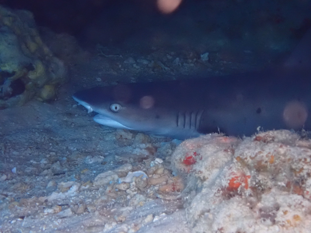 Photo of Whitetip reef shark (Triaenodon obesus)
