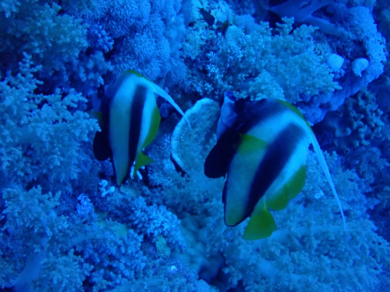 Photo of Schooling bannerfish (Heniochus diphreutes)