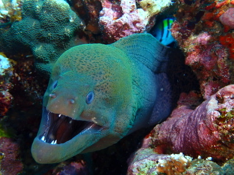 Photo de Murène géante (Gymnothorax javanicus)