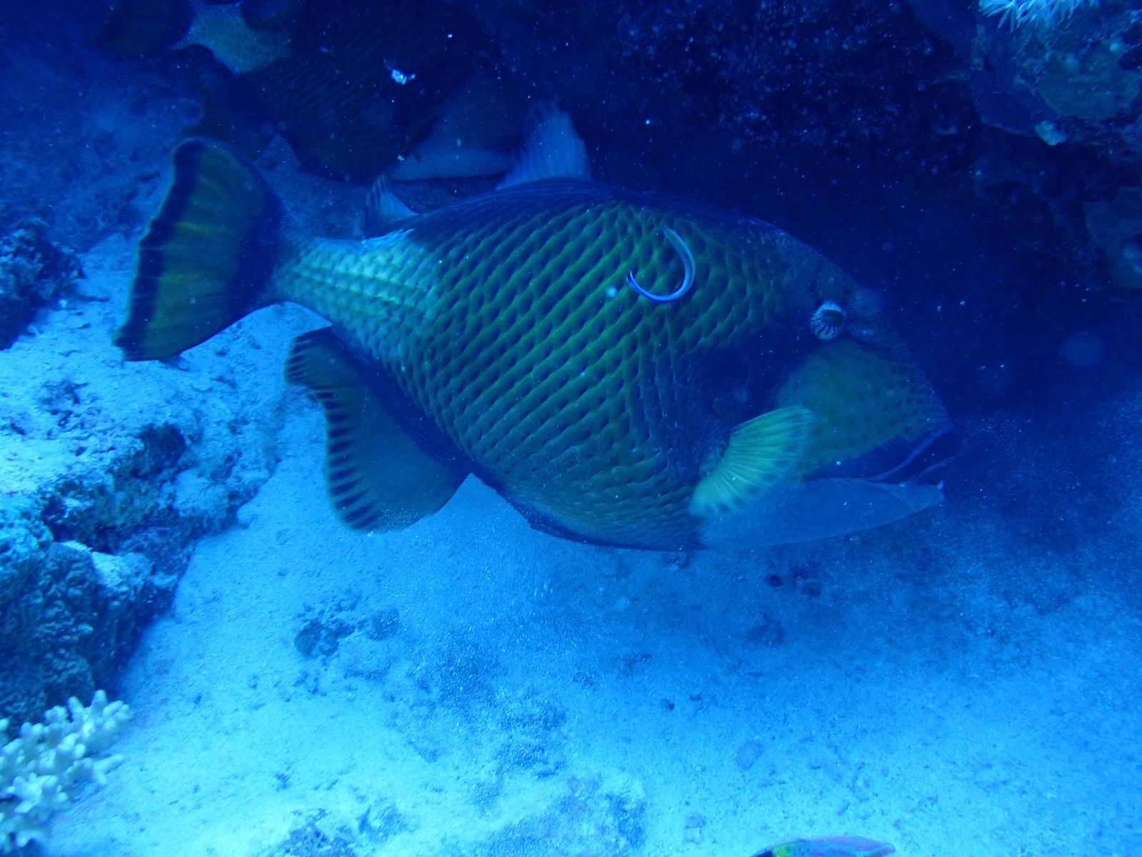 Photo of Titan triggerfish (Balistoides viridescens)