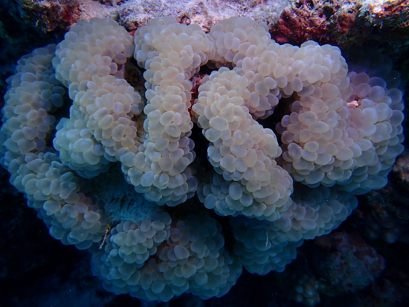 Foto de Coral burbuja (Plerogyra sinuosa)