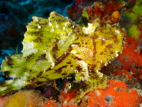 Photo of Leaf scorpionfish (Taenianotus triacanthus)