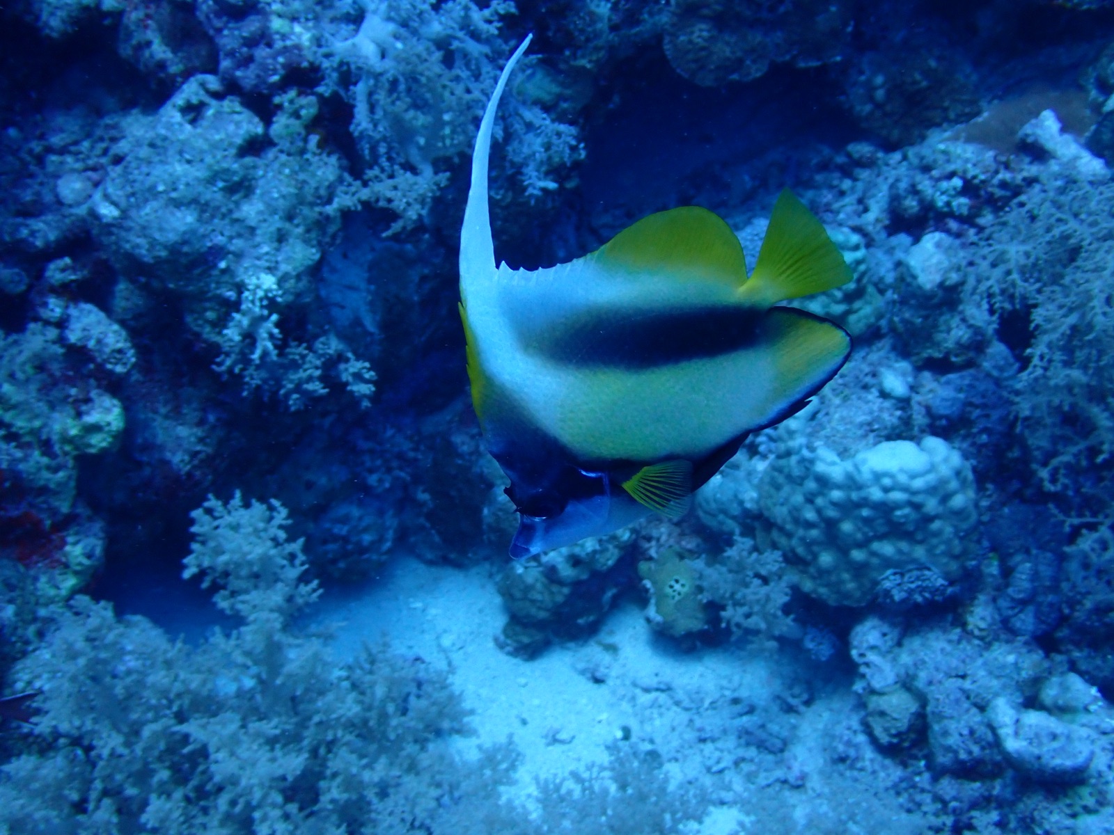 Photo of Red Sea bannerfish (Heniochus intermedius)
