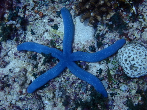 Photo de Étoile de mer bleue (Linckia laevigata)
