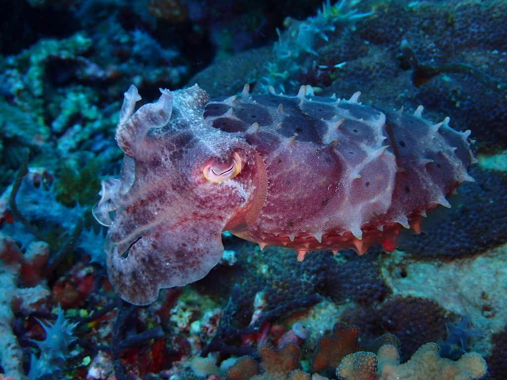 Photo of Bigfin Reef Squid (Sepia latimanus)