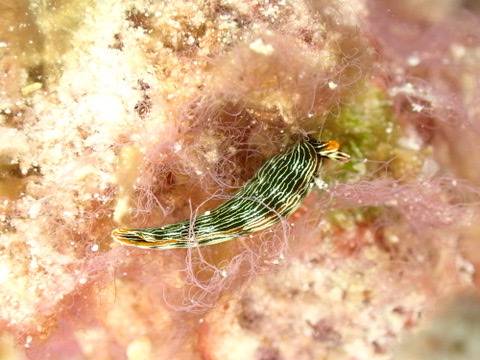 Photo de Thuridilla gracile (Thuridilla gracilis)