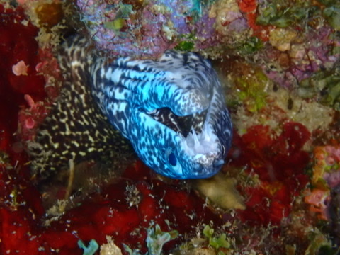 Photo of Undulated moray (Gymnothorax undulatus)