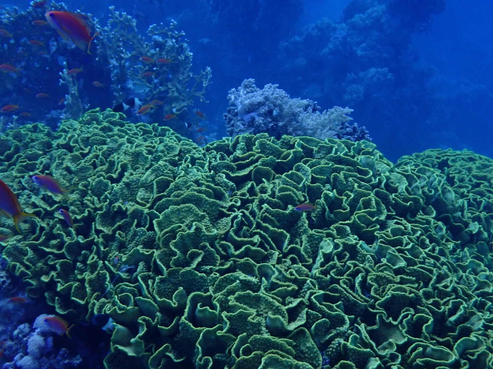 Foto de Coral hoja (Turbinaria reniformis)