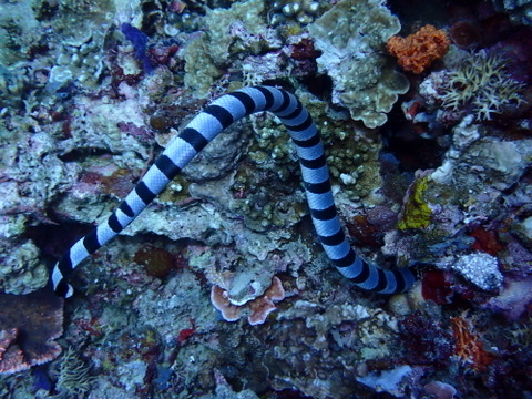 Foto de Serpiente marina rayada (Laticauda colubrina)