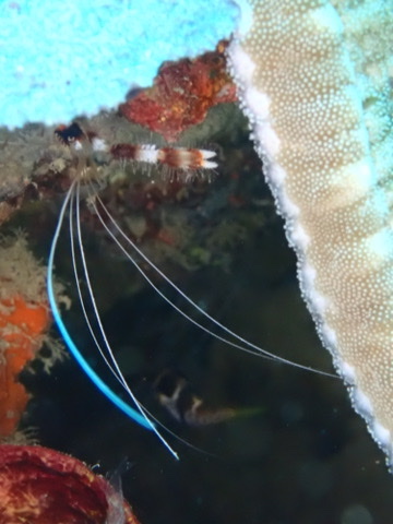 Photo de Crevette nettoyeuse a raies rouges (Lysmata amboinensis)