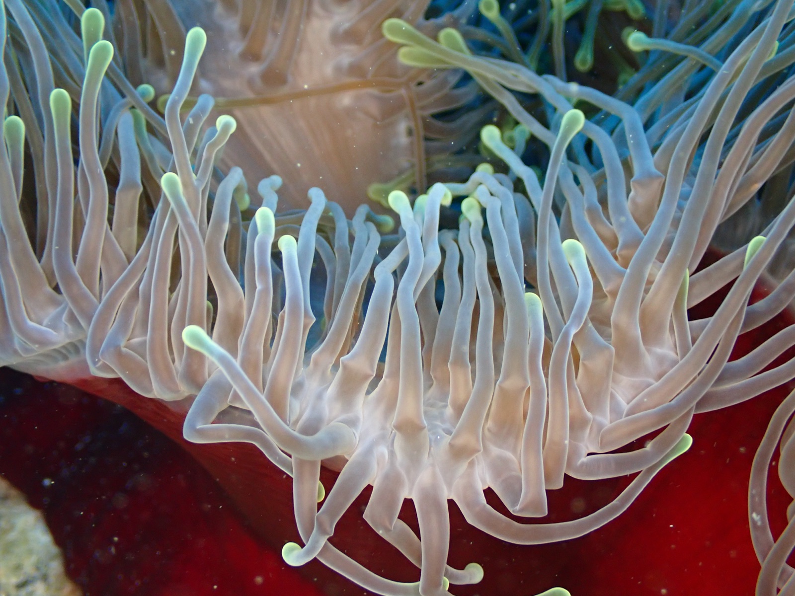 Foto de Gran anémona caribeña (Condylactis gigantea)