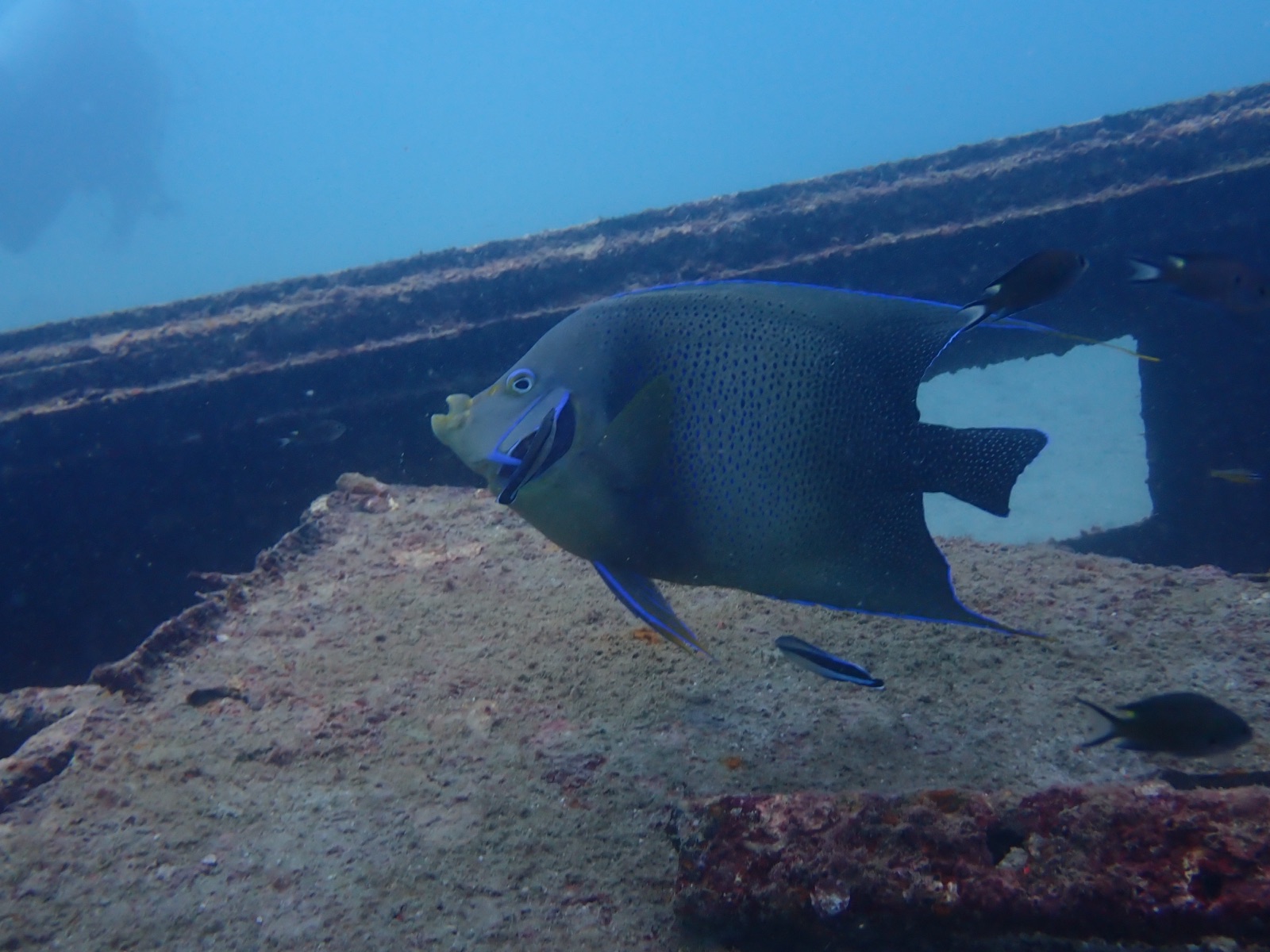 Photo of Yellowbar angelfish (Pomacanthus maculosus)