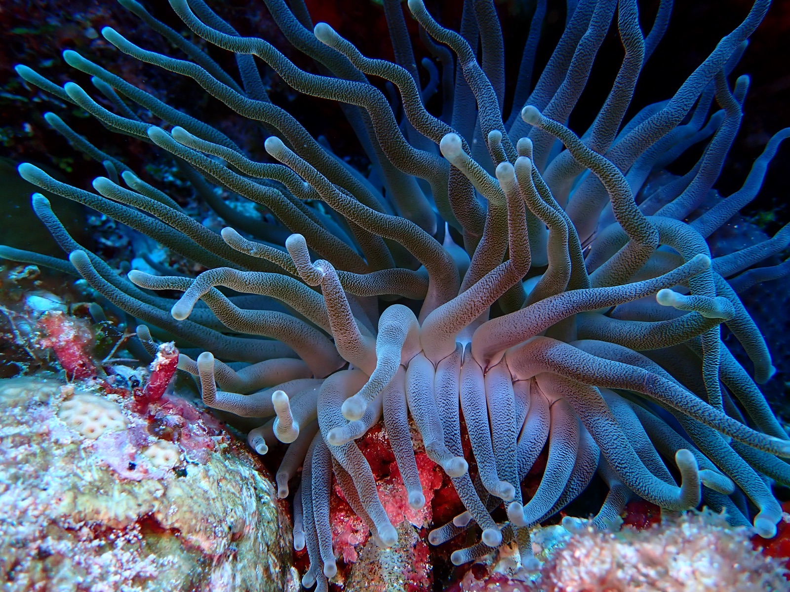 Foto de Gran anémona caribeña (Condylactis gigantea)