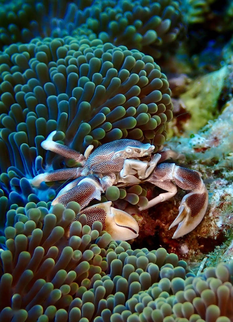 Photo de Crabe porcelaine des anemones (Neopetrolisthes maculatus)