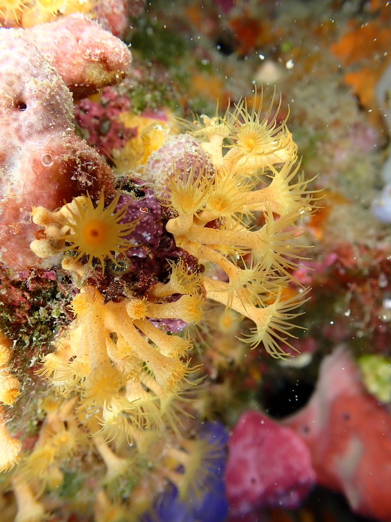 Foto de Coral naranja Med (Astroides calycularis)
