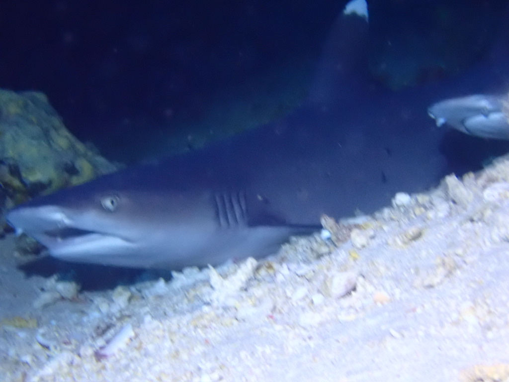 Photo of Whitetip reef shark (Triaenodon obesus)