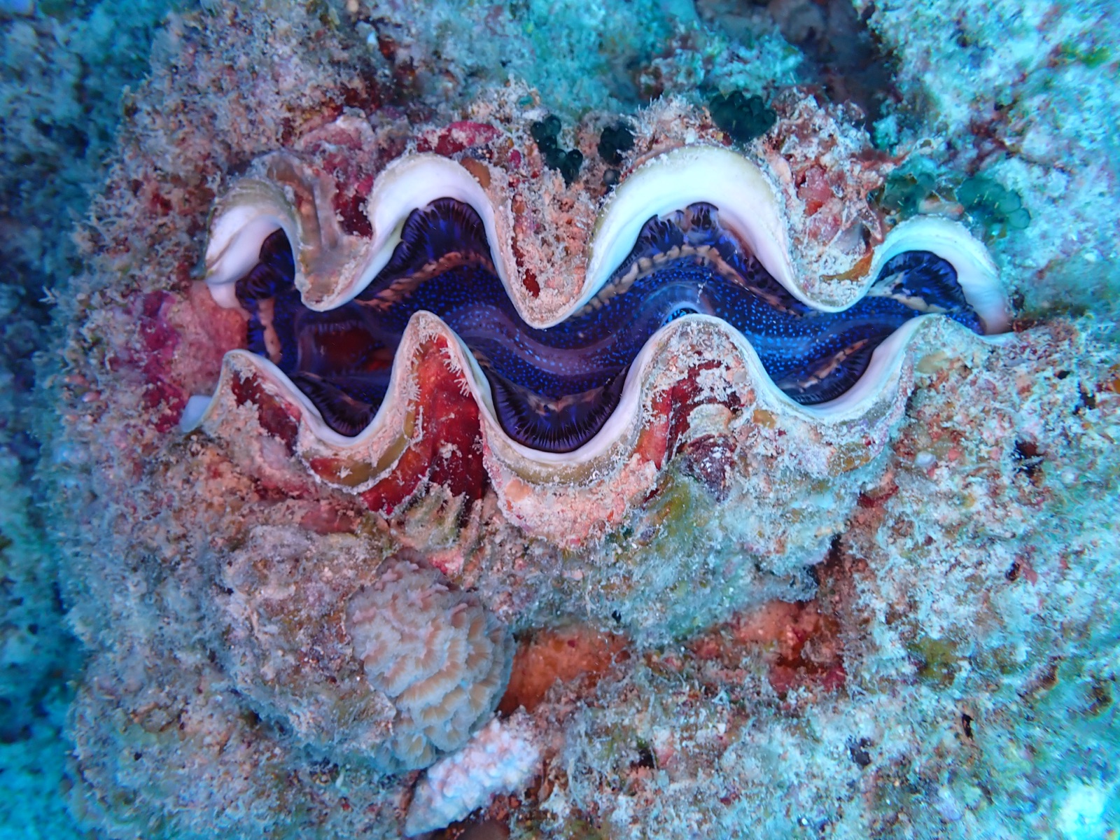 Photo of Maxima clam (Tridacna maxima)