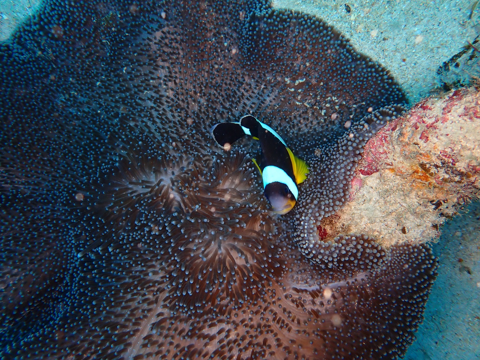 Photo de Poisson-clown de Clark (Amphiprion clarkii)
