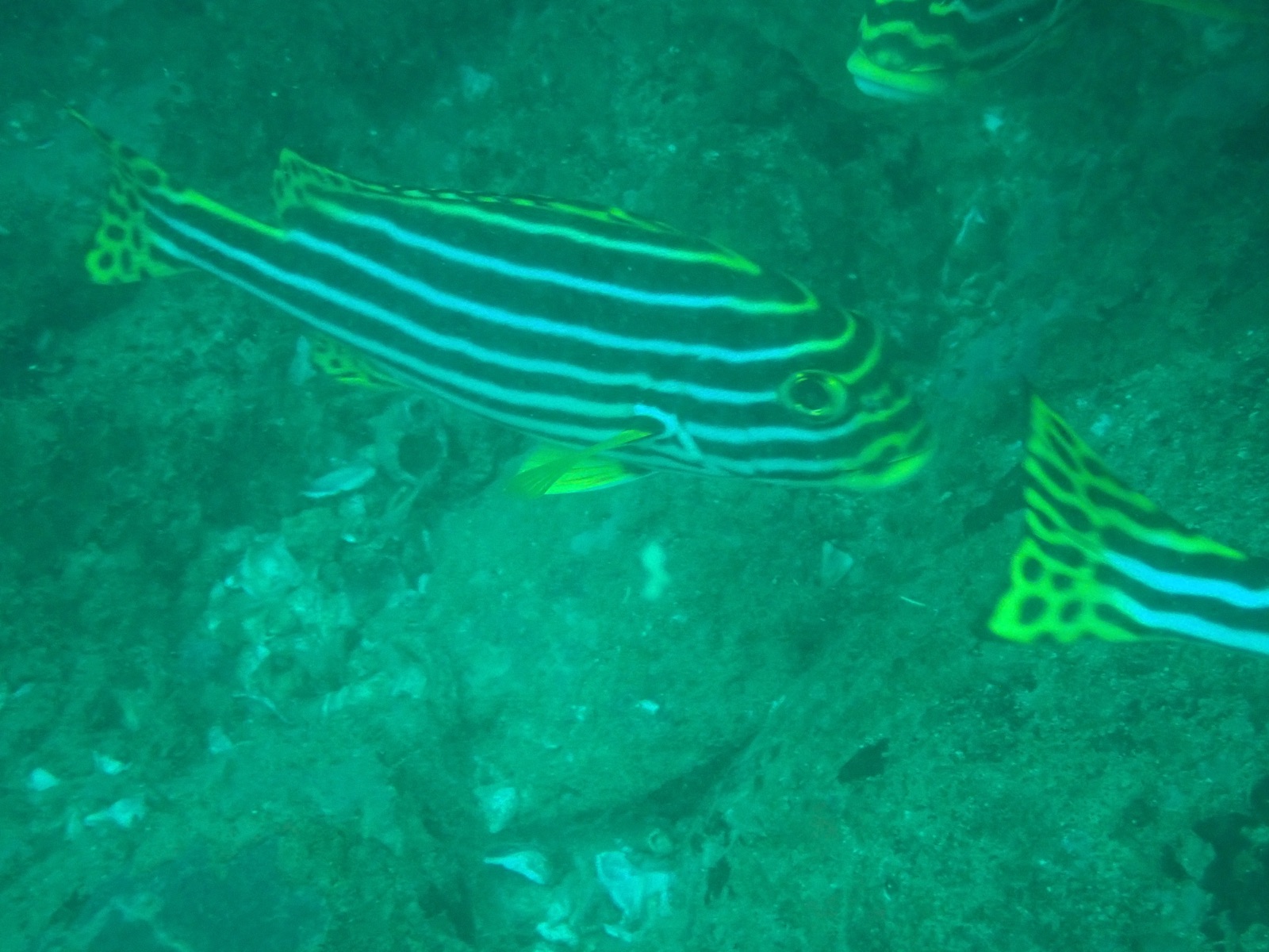 Photo of Oriental sweetlips (Plectorhinchus vittatus)