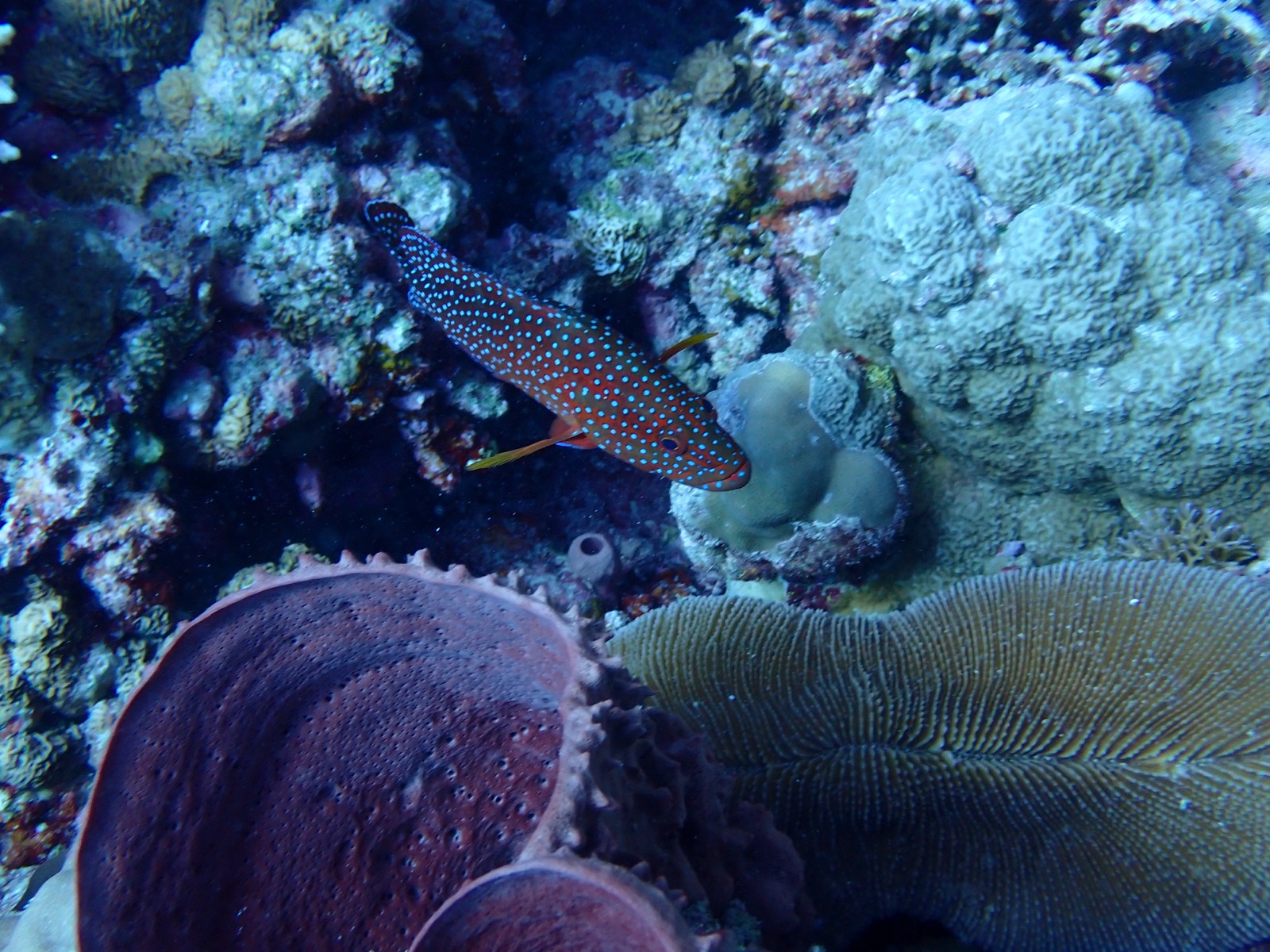 Photo de Merou a points bleus (Cephalopholis miniata)