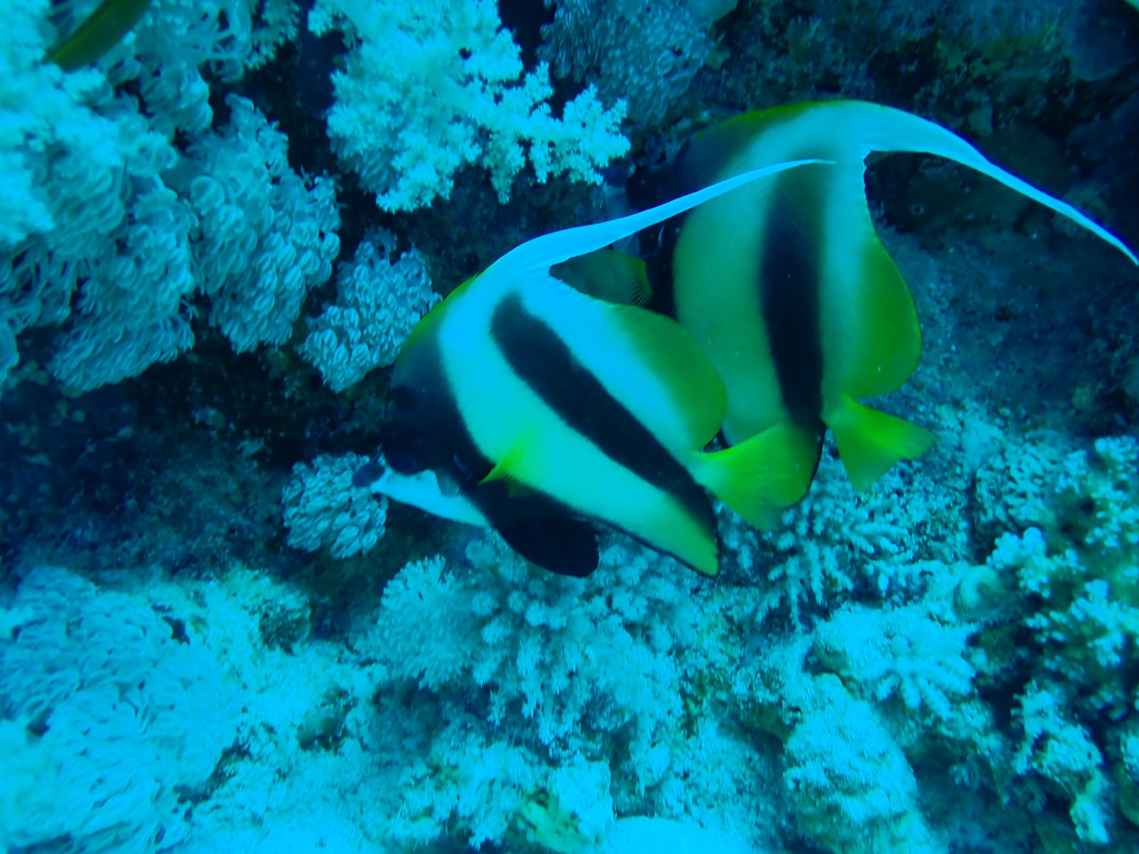 Photo of Pennant coralfish (Heniochus acuminatus)