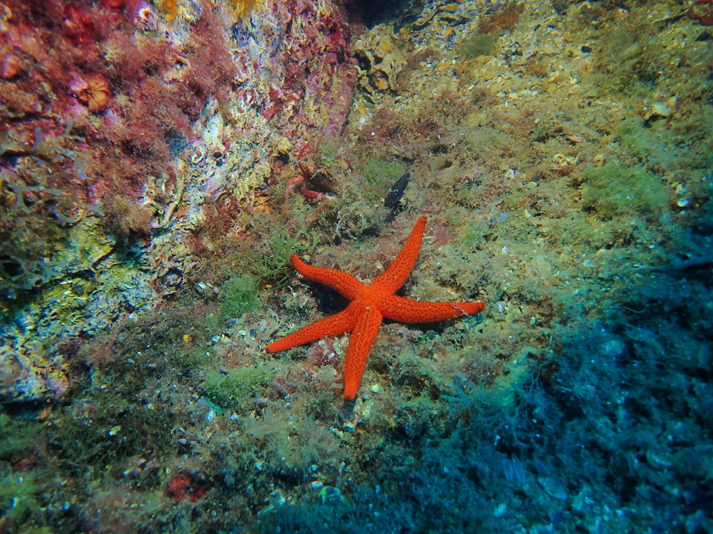Foto de Estrella roja (Echinaster sepositus)