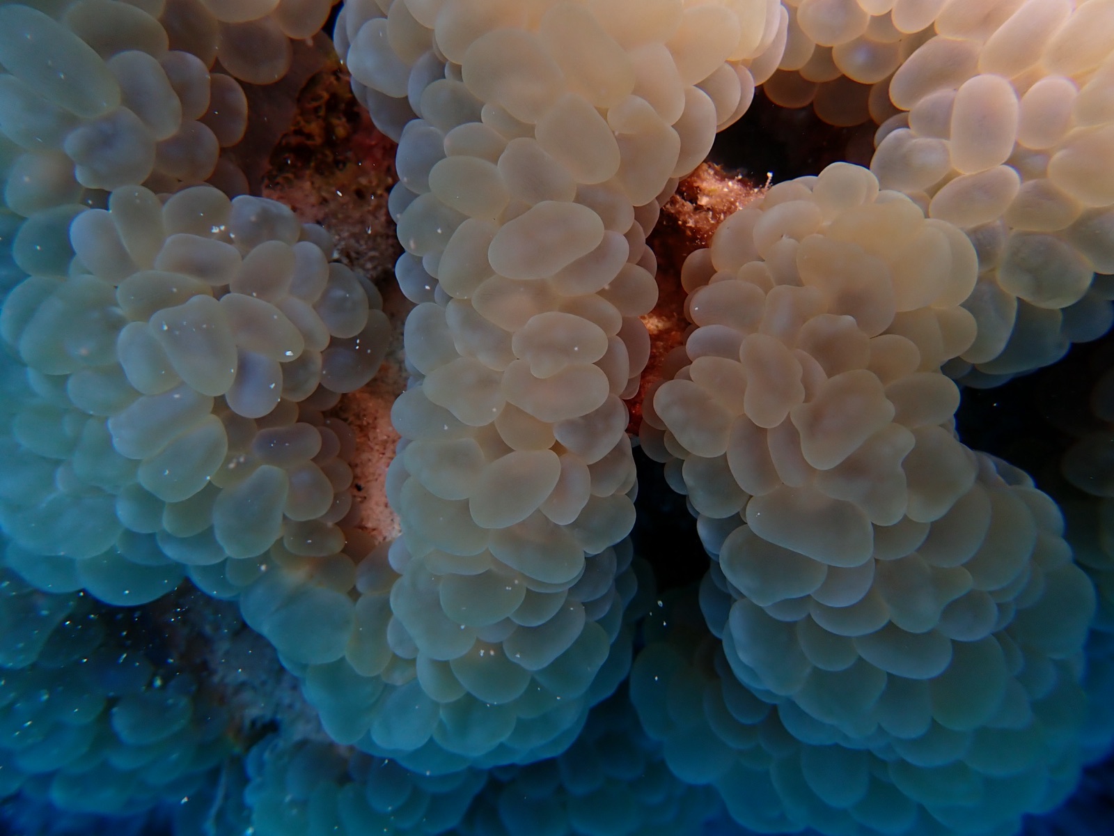 Foto de Coral burbuja (Plerogyra sinuosa)