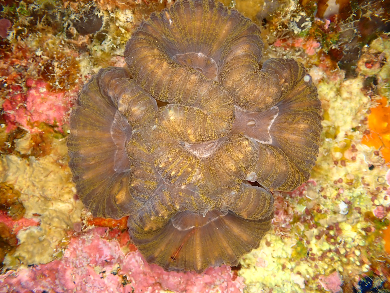 Foto de Coral cerebro carnoso (Lobophyllia hemprichii)