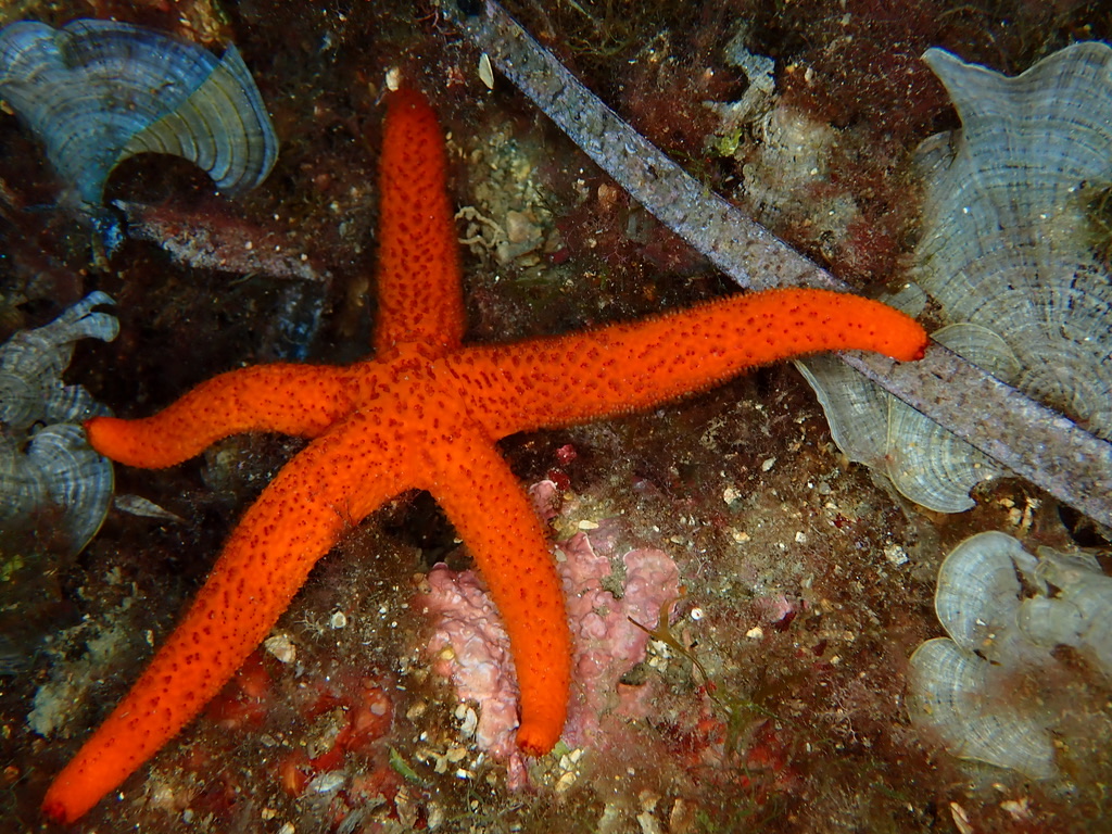 Foto de Estrella roja (Echinaster sepositus)