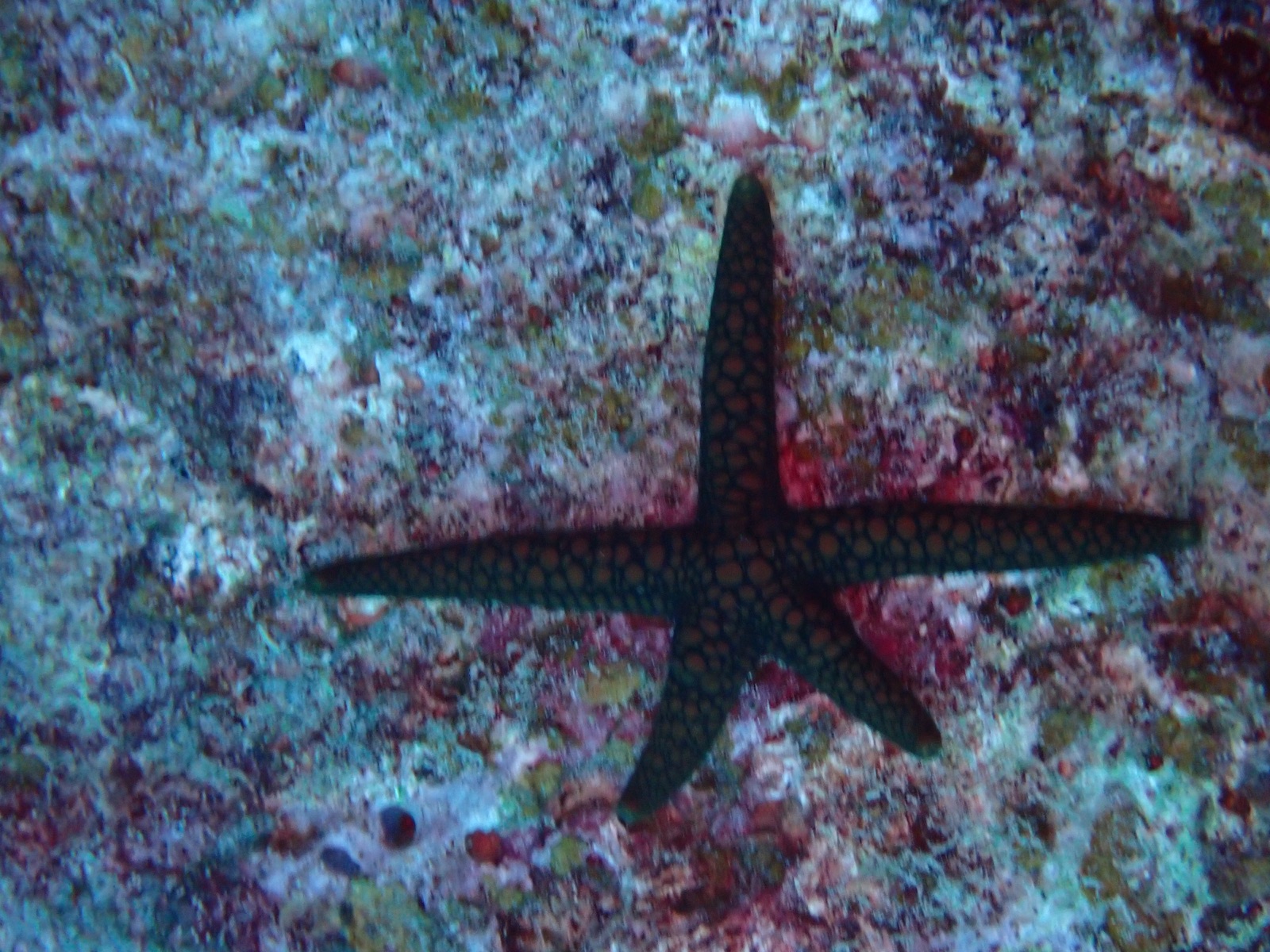 Foto de Estrella cuero (Ophidiaster ophidianus)