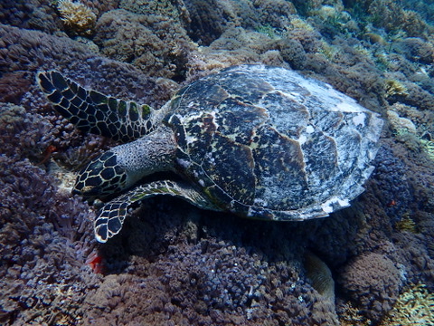 Foto de Tortuga carey (Eretmochelys imbricata)