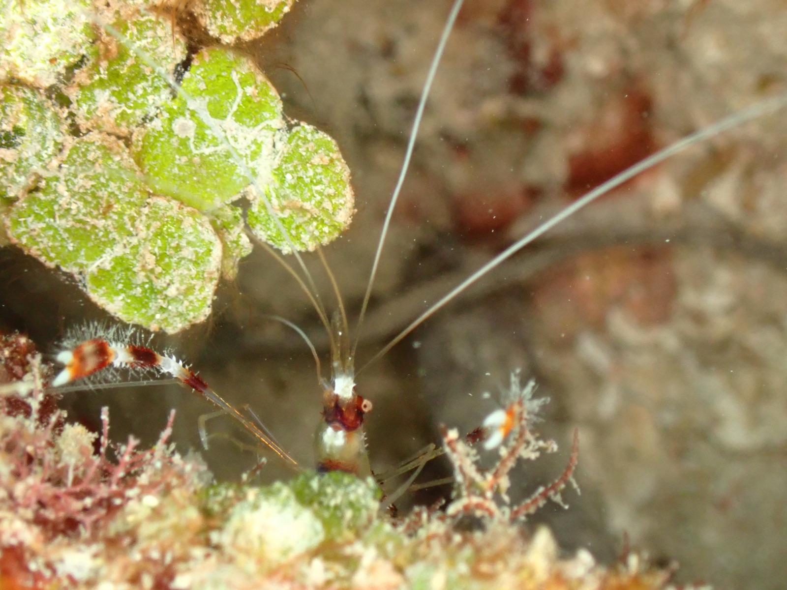 Photo de Crevette nettoyeuse a raies rouges (Lysmata amboinensis)