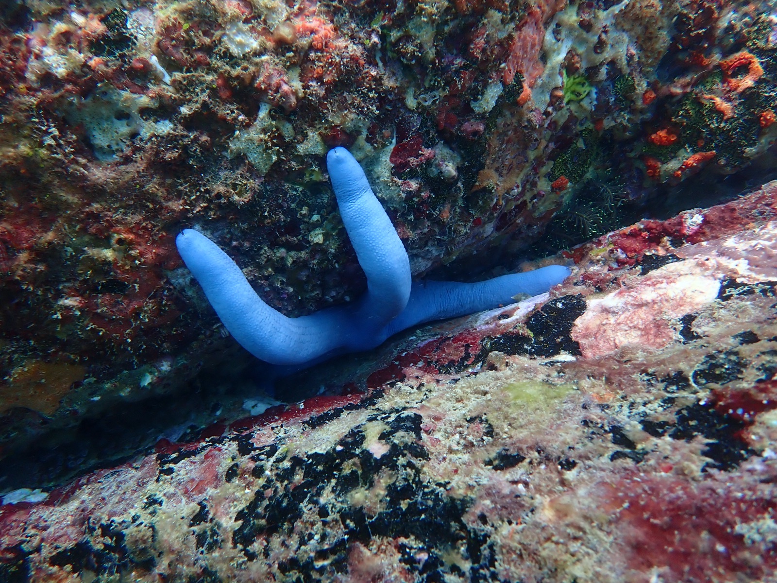 Photo de Étoile de mer bleue (Linckia laevigata)