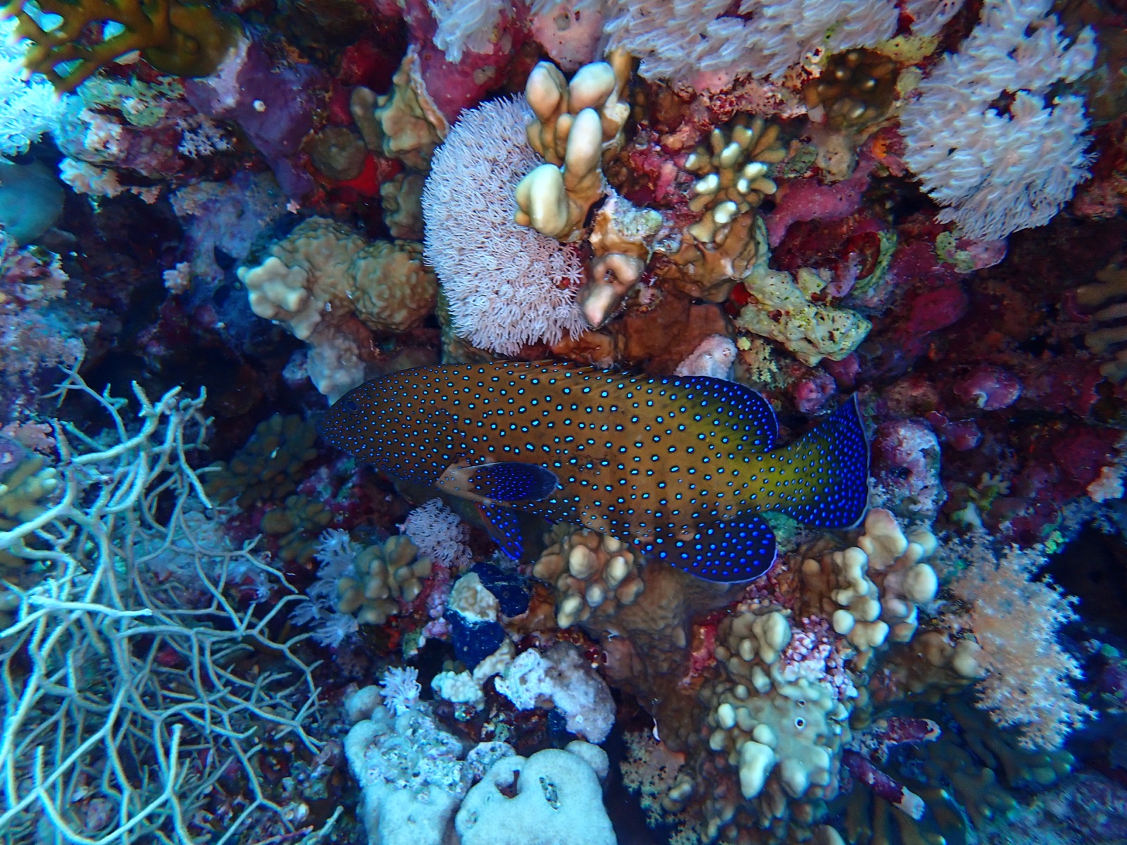 Photo de Merou a points bleus (Cephalopholis miniata)