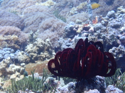 Foto de Crinoide rojo (Himerometra robustipinna)