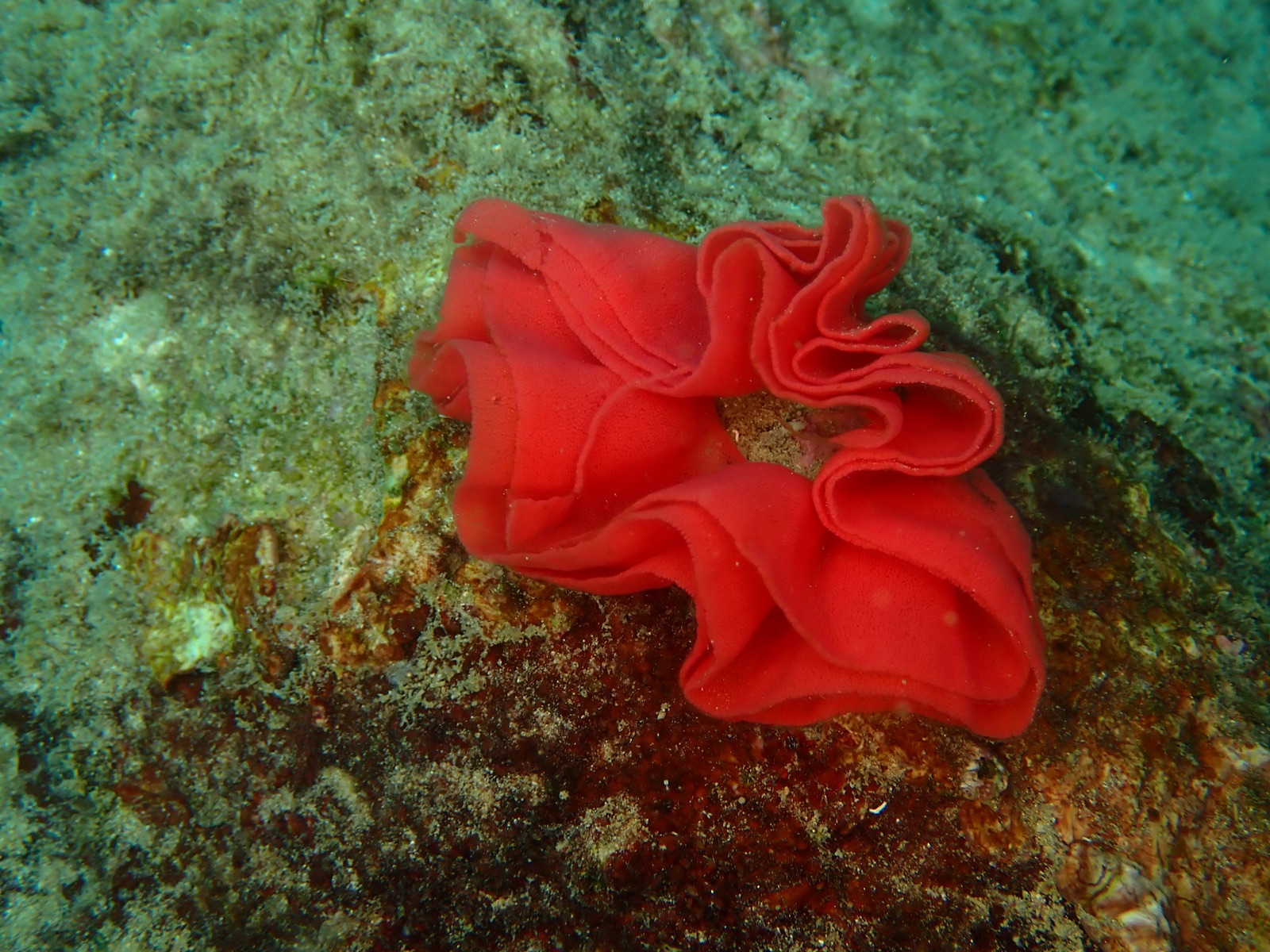 Photo of Spanish dancer (Hexabranchus sanguineus)