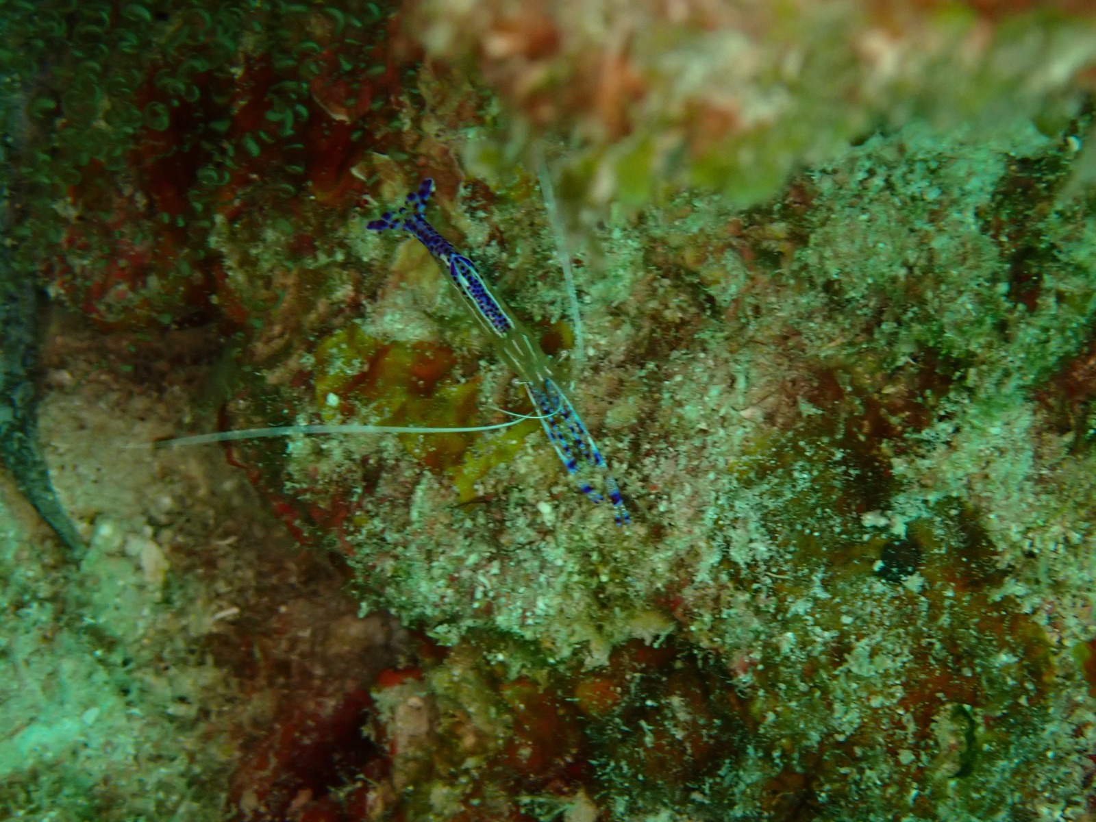 Foto de Camarón limpiador de Pederson (Ancylomenes pedersoni)