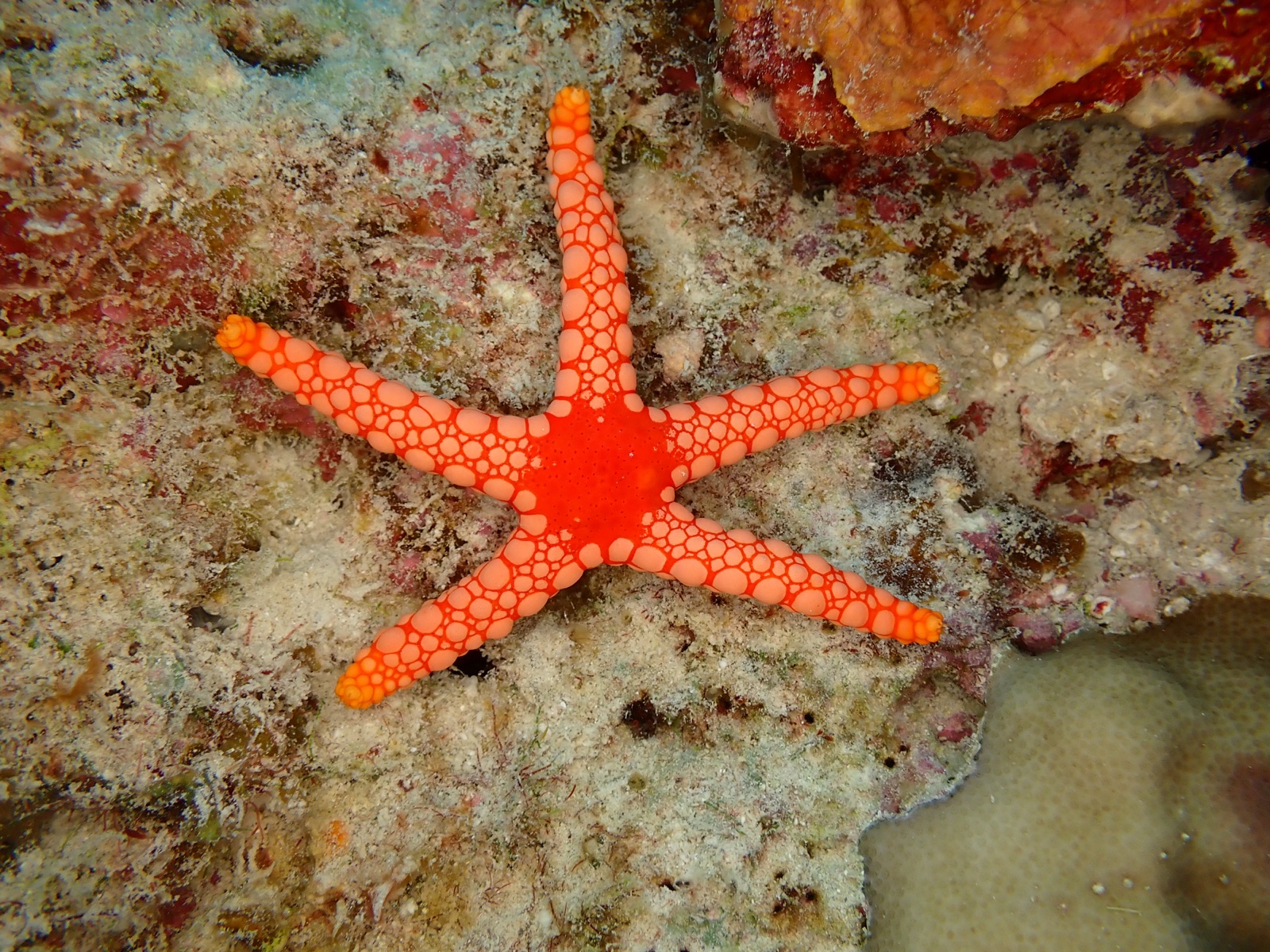 Foto de Estrella collar (Fromia monilis)