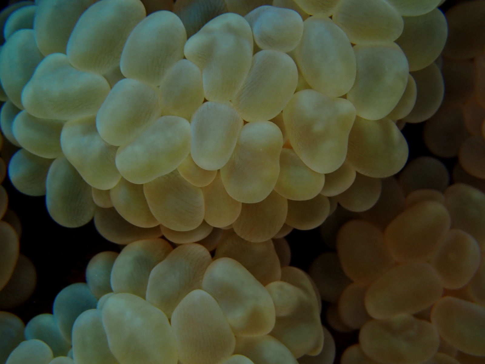 Foto de Coral burbuja (Plerogyra sinuosa)