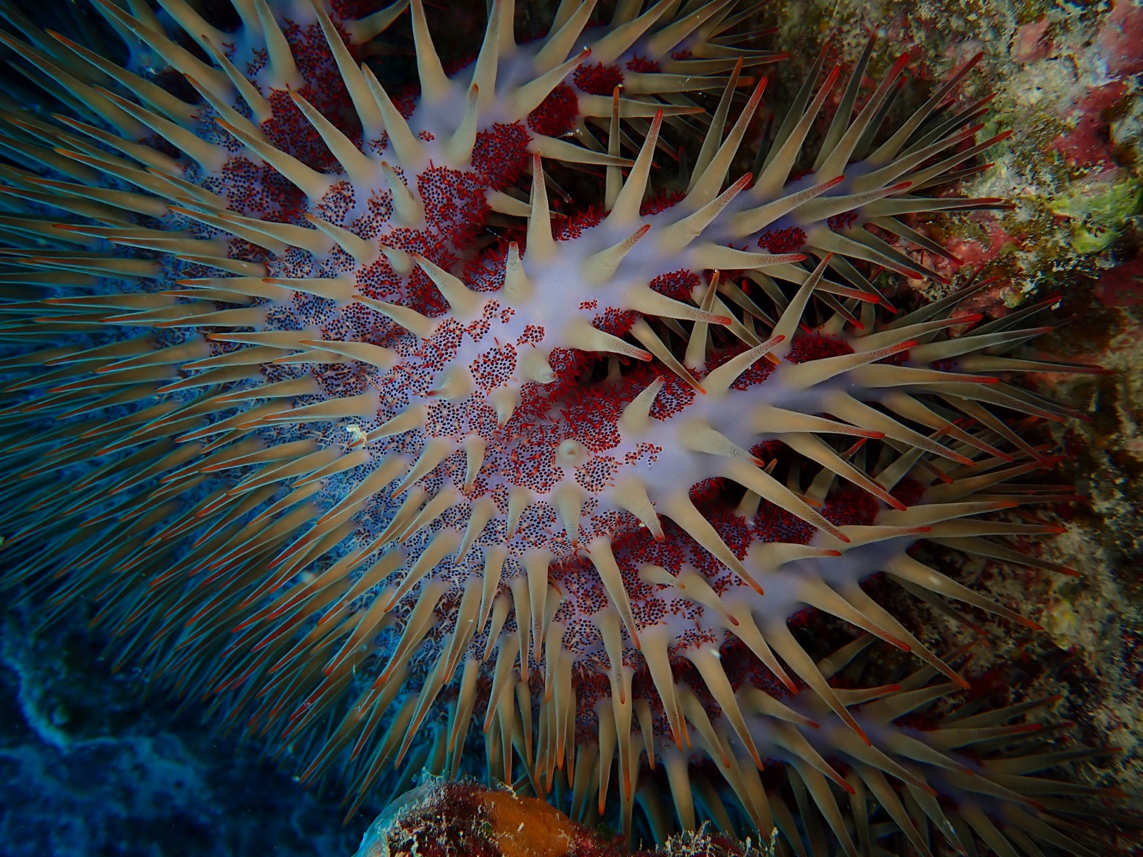 Foto de Corona de espinas (Acanthaster planci)