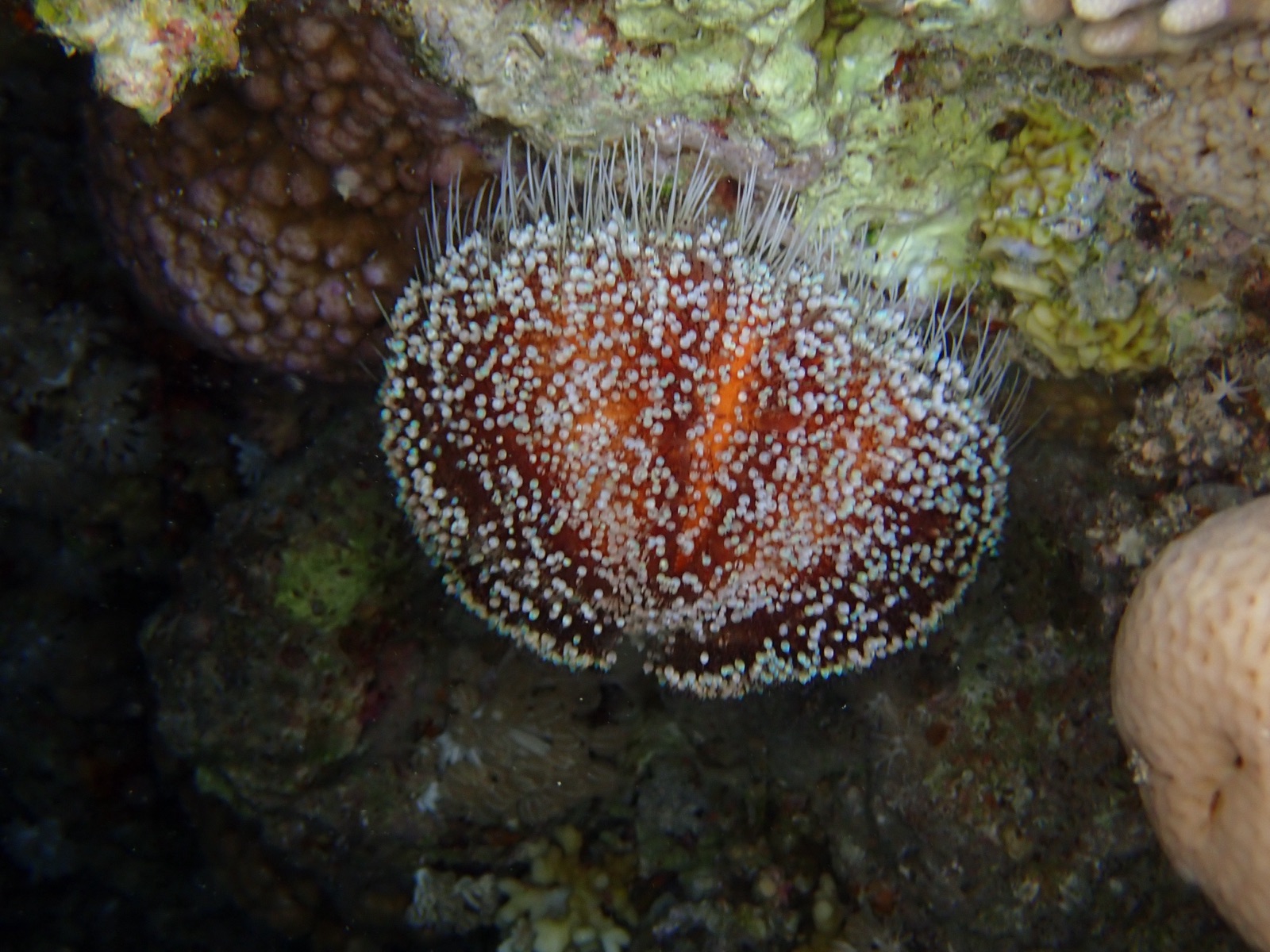 Photo de Oursin collector (Tripneustes gratilla)