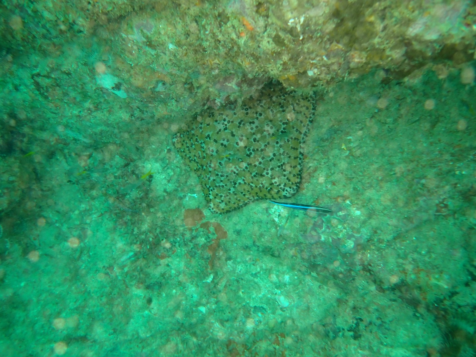 Photo of Peacock flounder (Bothus lunatus)