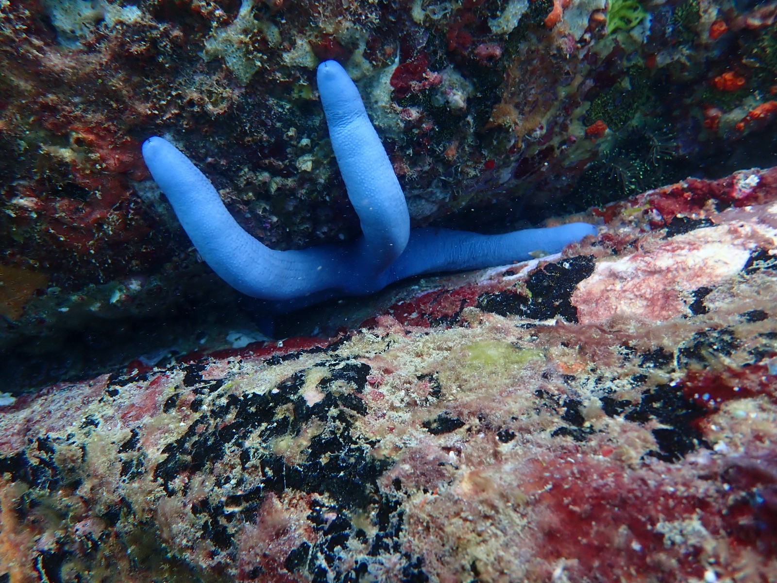Photo de Étoile de mer bleue (Linckia laevigata)