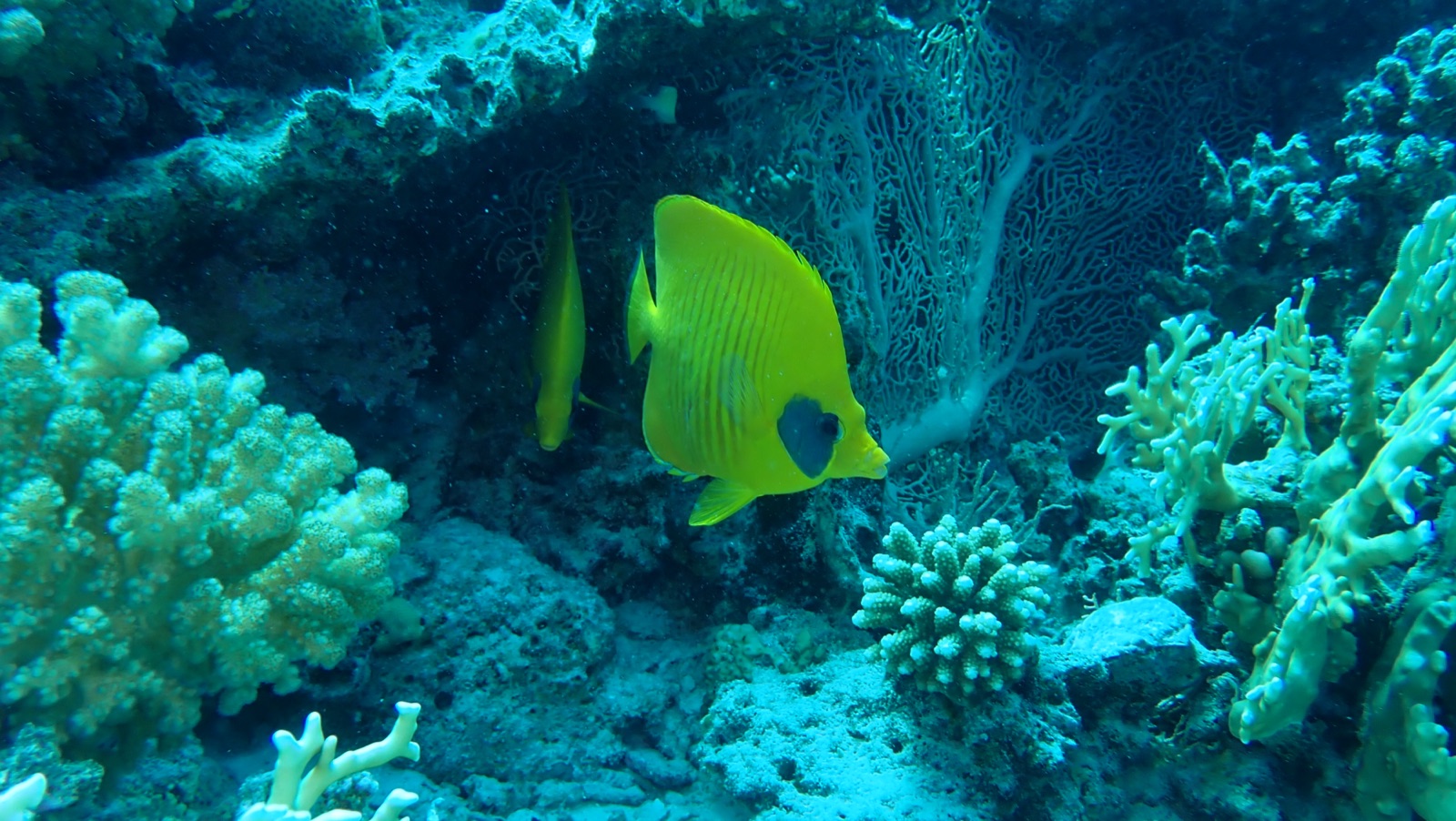 Photo of Bluecheek butterflyfish (Chaetodon semilarvatus)