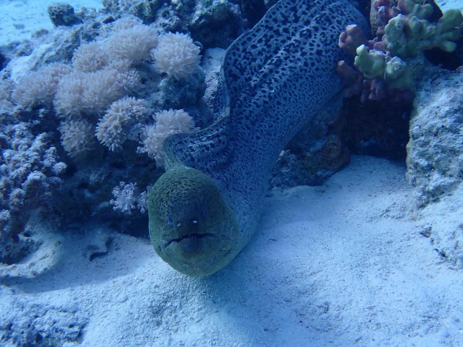 Photo de Murène géante (Gymnothorax javanicus)