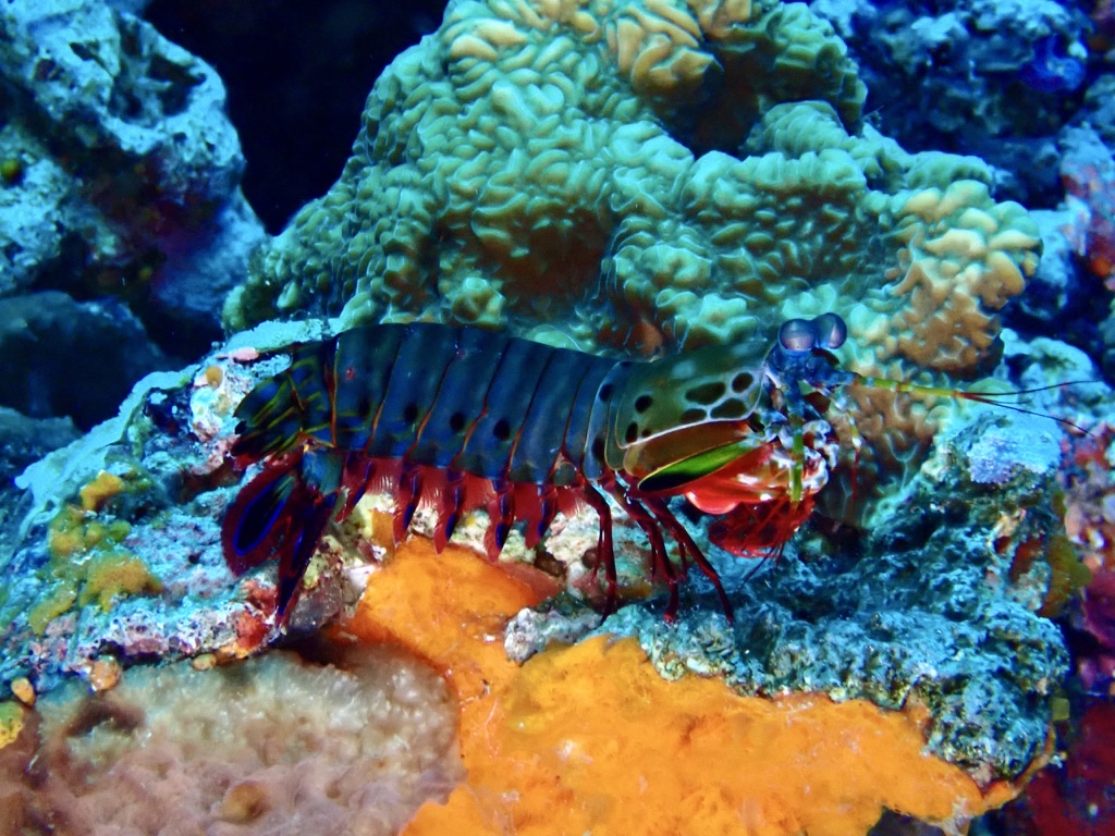 Photo de Squille paon (Odontodactylus scyllarus)
