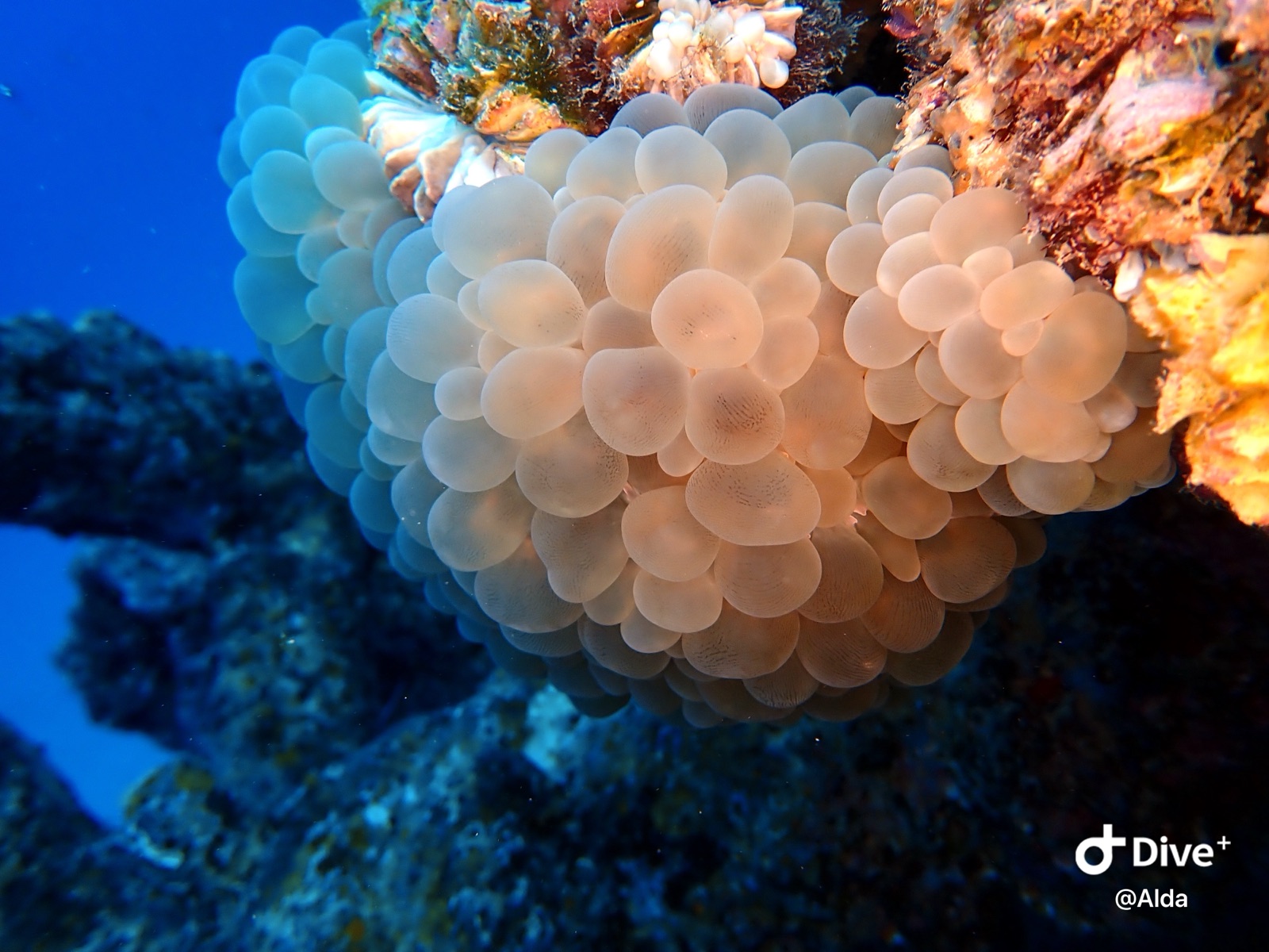Foto de Coral burbuja (Plerogyra sinuosa)